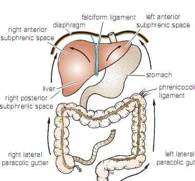 1)The right and left anterior subphrenic spaces: lie between the diaphragm and the liver.