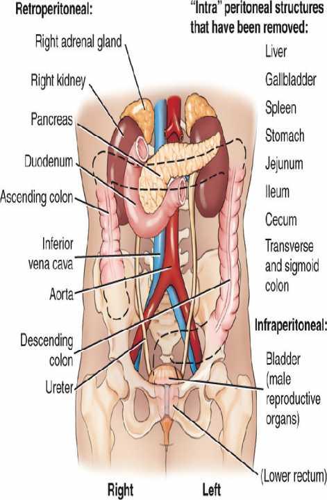 b) Retroperitoneal organs: : lie behind the peritoneum and are only partially covered with visceral peritoneum. 1. Rest of duodenum. 2. Ascending colon 3.