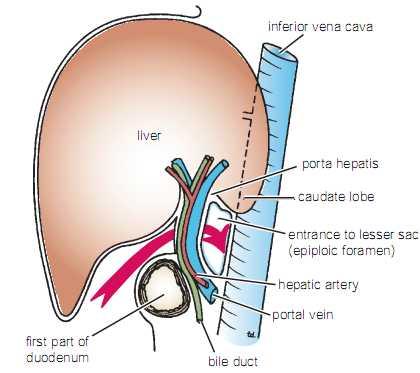 The Epiploic Foramen or opening of the lesser sac : Through an oval window the greater & lesser sacs communicated with one another. Ant.