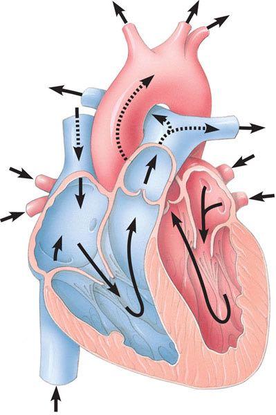 Mammalian Heart Pulmonary artery Aorta Anterior vena cava Pulmonary artery Right atrium Left atrium Pulmonary veins Pulmonary veins Semilunar valve