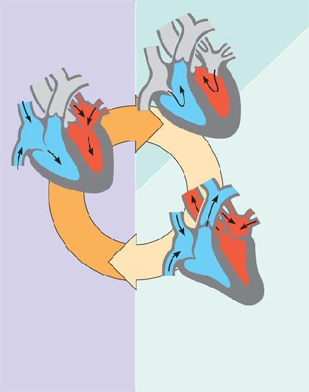 The Cardiac Cycle Semilunar valves closed 2 Atrial systole; ventricular diastole 0.4 sec 0.1 sec 0.3 sec Semilunar valves open AV valves open Figure 42.