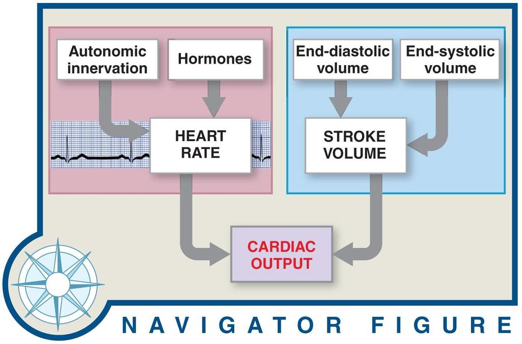 Cardiodynamics Figure 20 20
