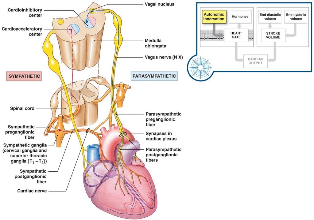 Cardiodynamics Figure 20 21