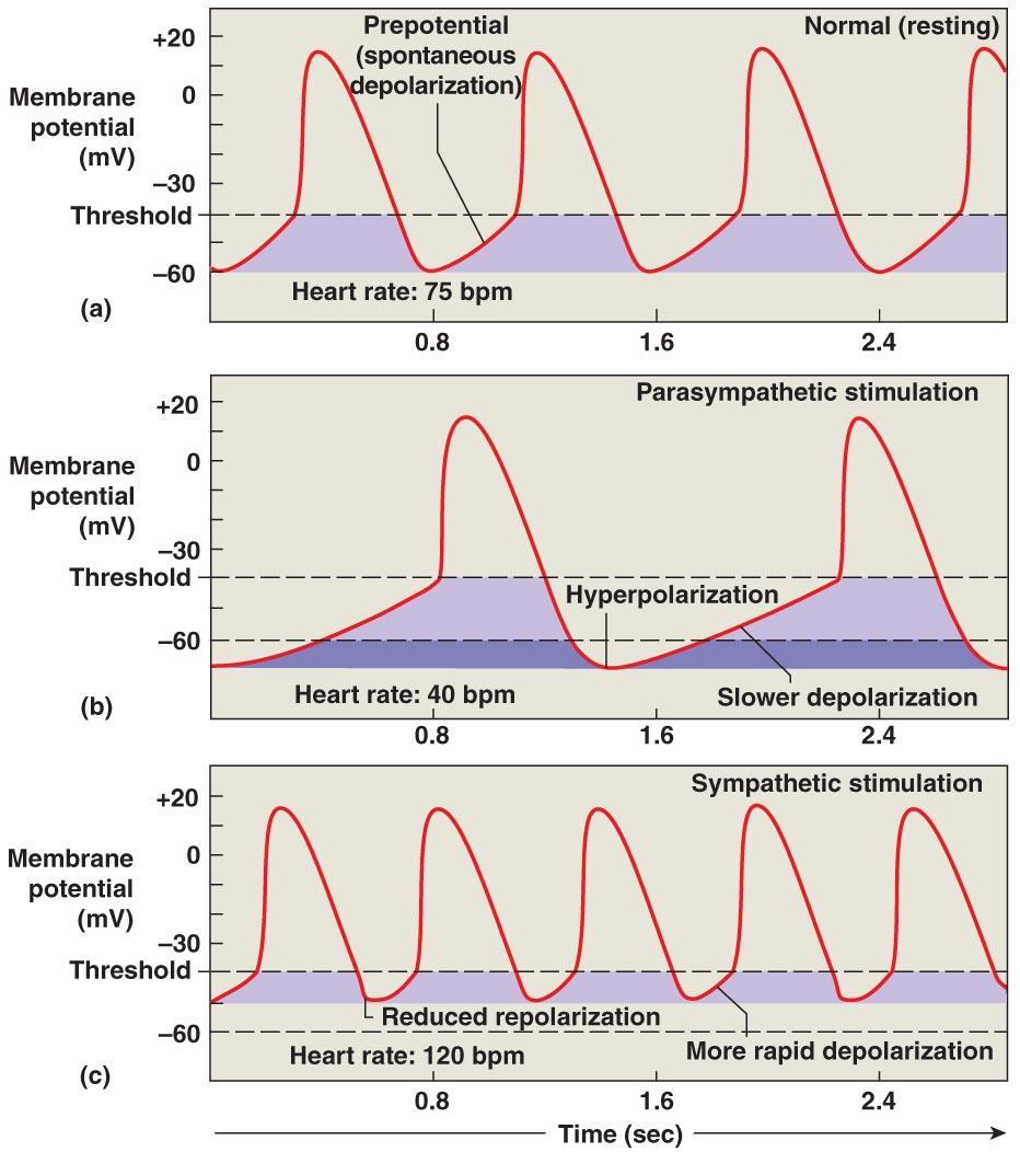 Cardiodynamics Figure 20 22