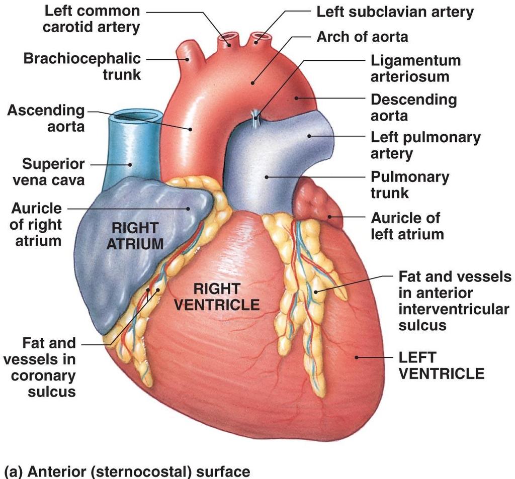 Anatomy of the Heart Figure 20 3a