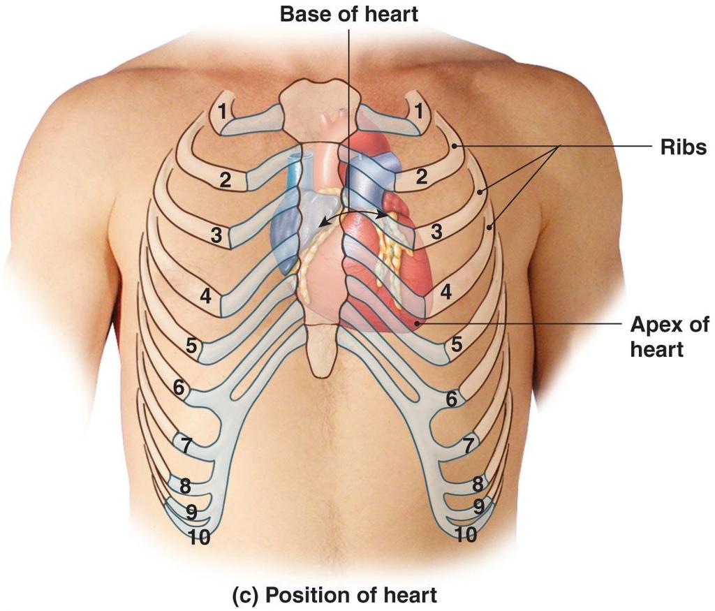 Anatomy of the Heart Figure 20 3c