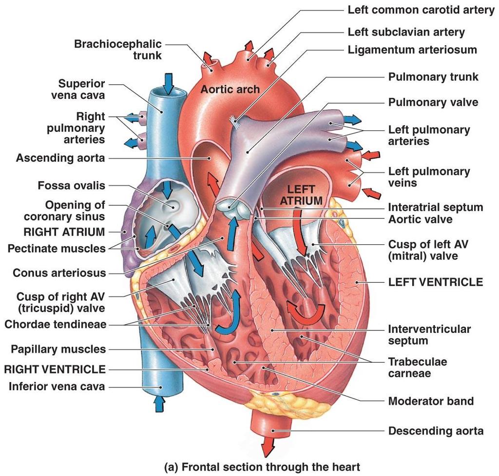 Anatomy of the Heart Figure 20 6a-b