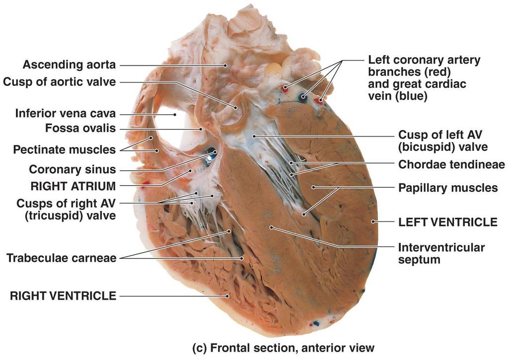 Anatomy of the Heart Figure 20 6c
