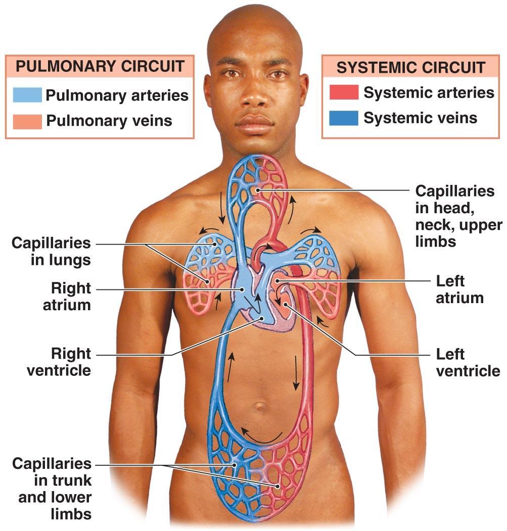 Introduction to Cardiovascular System Figure