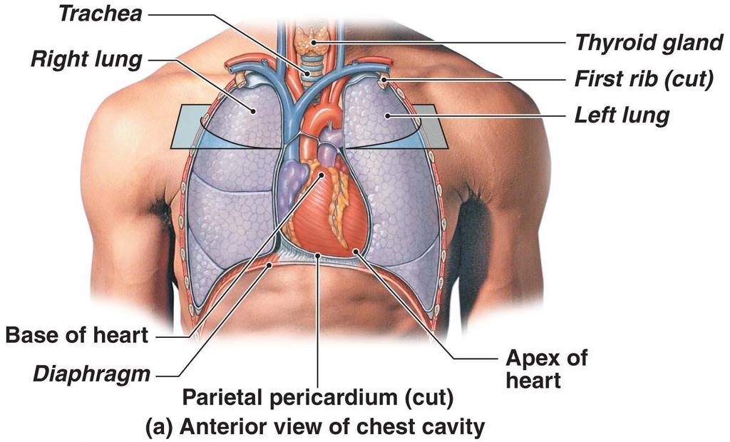 Anatomy of the Heart Figure 20 2a The