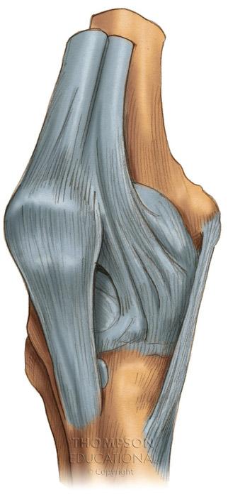 The Knee Joint Anterior Quadriceps tendon Patella