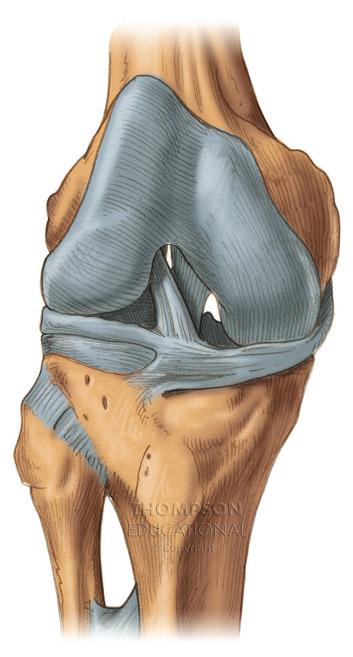 The Knee Joint Anterior (deep) Femur Lateral (Fibular) collateral removed Lateral Condyle Lateral Meniscus Posterior
