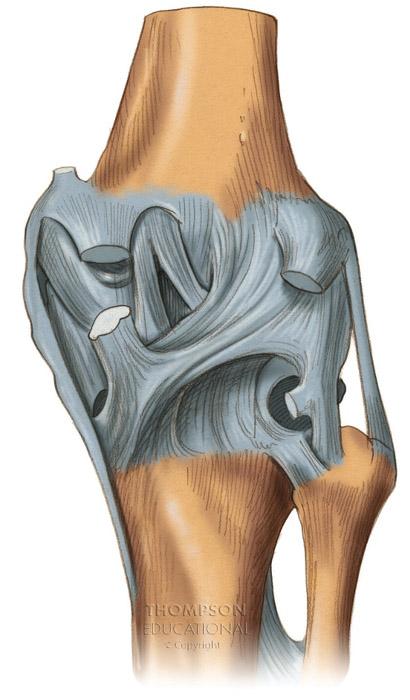 The Knee Joint Posterior Femur Adductor magnus tendon Medial head of gastrocnemius tendon Semimembranosus tendon Medial