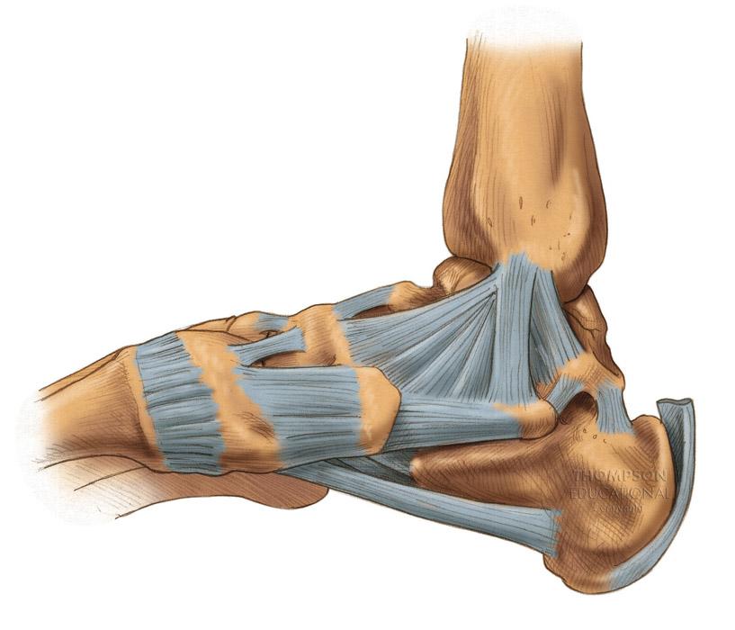 The Ankle Joint Medial View Tibia Deltoid Medial