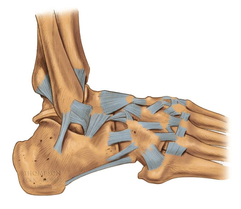 The Ankle Joint Lateral View Fibula Tibia Lateral malleolus Posterior tibiofibular
