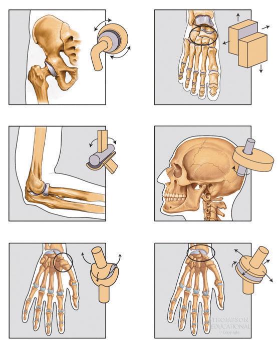 Types of Synovial Joints Ball-andsocket joint Gliding