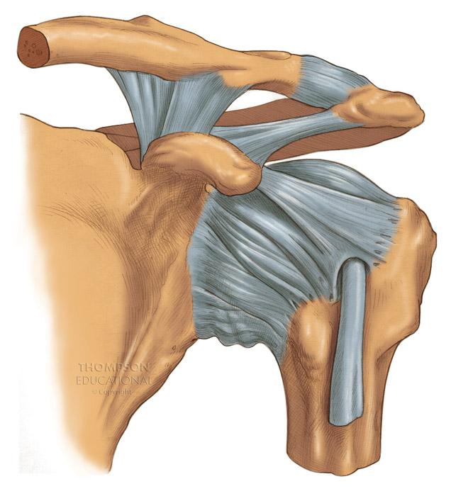 The Shoulder Joint Clavicle Coracoclavicular Coracoid process Acromioclavicular Acromion