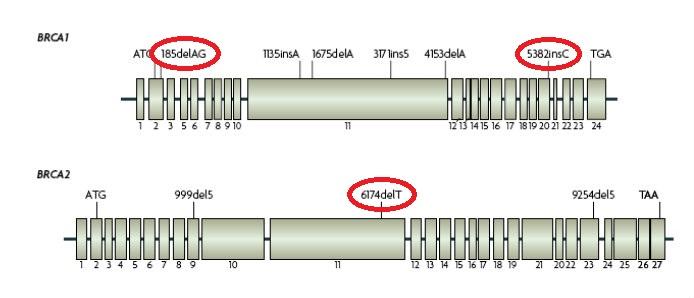 sporaadilise rinnavähi puhul (Rinna- ja munasarjavähi päriliku eelsoodumuse määramine, asper.ee). Joonis 2. Sagedasemate mutatsioonide asetus geenides BRCA1 ja BRCA2.