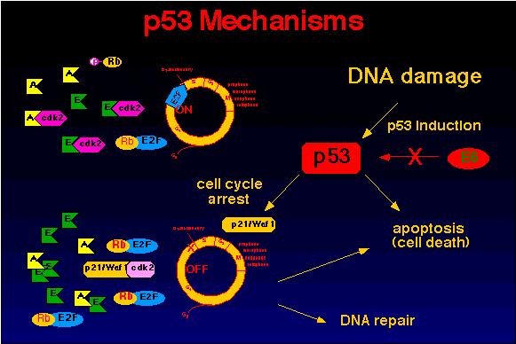 When a cell suffers DNA injury or damage, p53 protein activates the transcription of genes like p21 (CIP1/WAF1) or GADD45, effecting a delay in the cell s entry into the S phase until DNA repair is