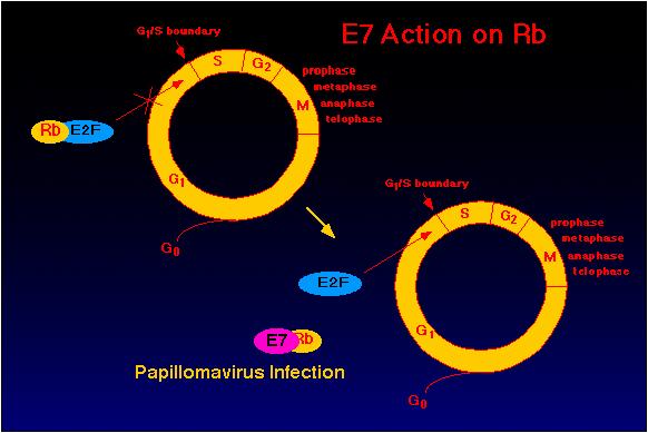 The binding of the E7 oncoprotein on prb provides a complementary function.
