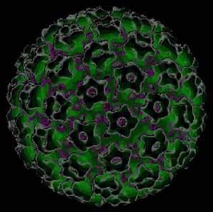 HUMAN PAPILLOMA VIRUS Member of the papovavirus family. Virus that displays epithelial tropism.