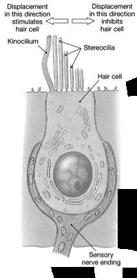 Receptor Function Hair Cells! Cilia of hair cells are actually microvilli! Endolymph: High [K + ]!