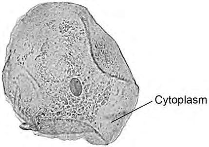 12 0 3 Figure 5 shows a human cheek cell viewed under a light microscope. Figure 5 0 3. 1 Label the nucleus and cell membrane on Figure 5. [2 marks] 0 3. 2 Cheek cells are a type of body cell.
