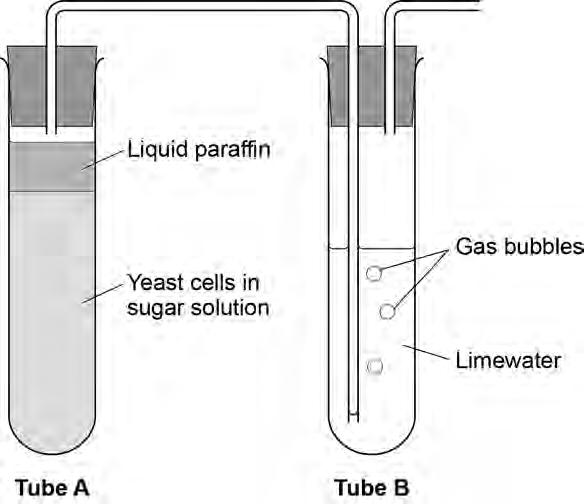 20 Figure 8 shows an experiment to investigate anaerobic respiration in yeast cells.
