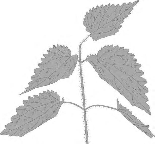 23 0 6 Plants have adaptations to help defend themselves and to help them survive. Figure 9 shows a nettle plant.