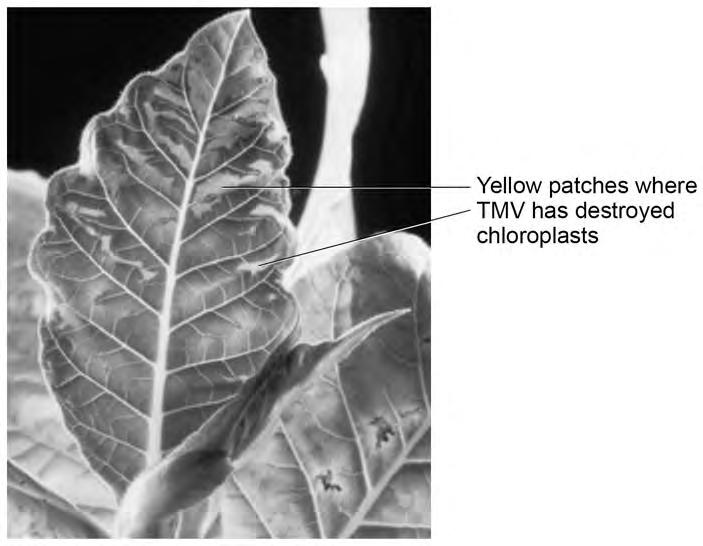36 1 0 Tobacco mosaic virus (TMV) is a disease affecting plants. Figure 13 shows a leaf infected with TMV. Figure 13 1 0.