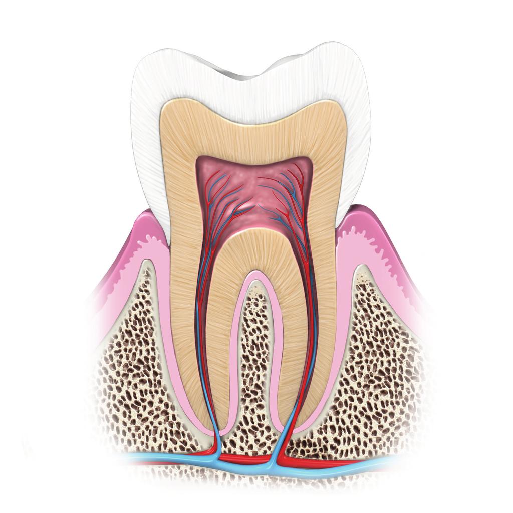 Tooth Sensitivity Dentin Cross Section of a Tooth Enamel Nerve Gum Bone The tooth contains