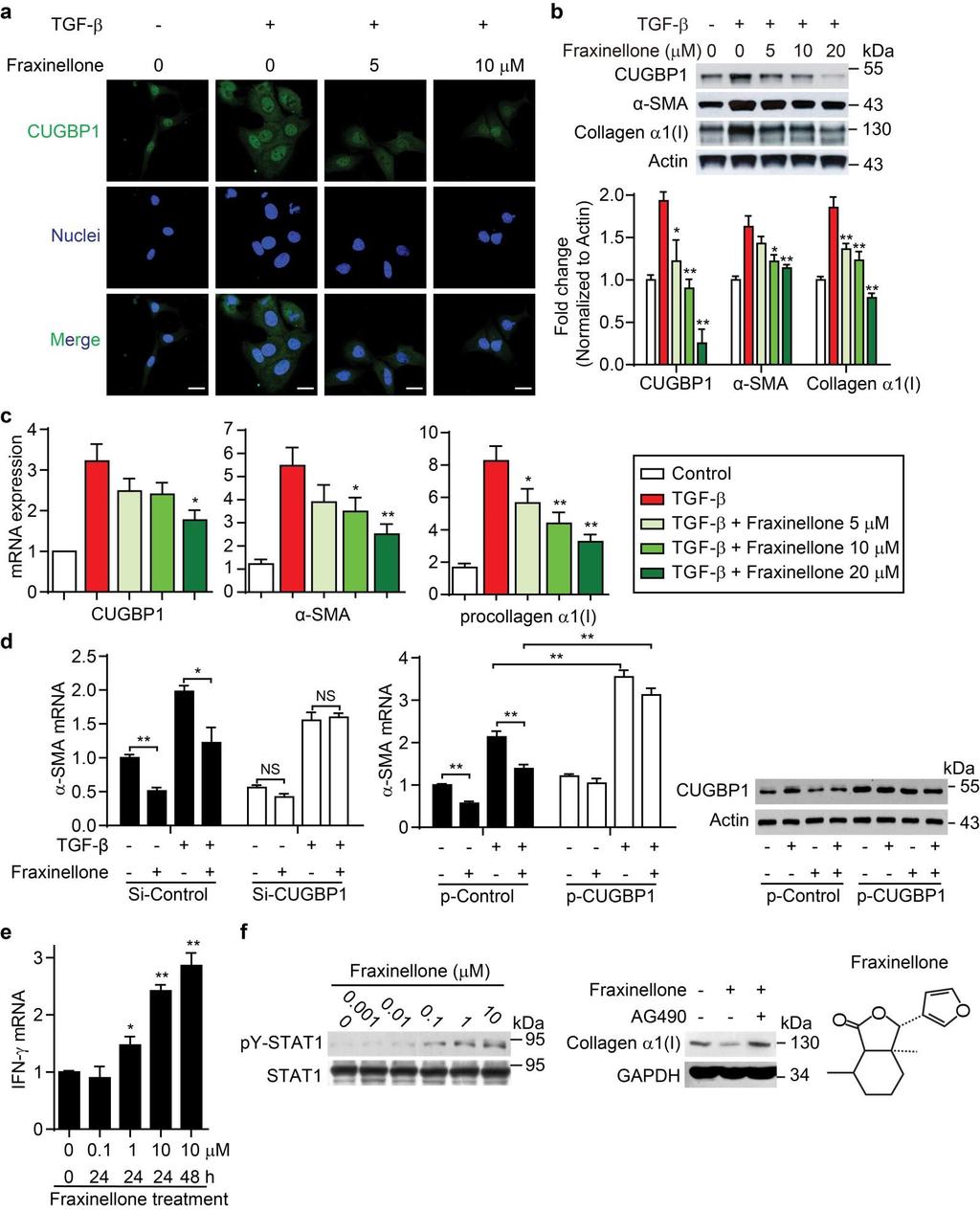 Supplementary Figure 3. Decrease in CUGBP1 expression in HSCs by fraxinellone inhibits HSC activation via increased IFN-γ production.
