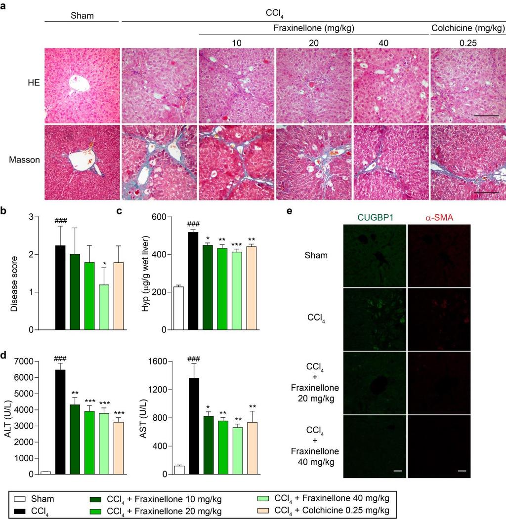 Supplementary Figure 6. Fraxinellone improved the CCl 4 -induced liver fibrosis. Male ICR mice were given daily intragastric administration of 10, 20 and 40 mg kg -1 fraxinellone or 0.