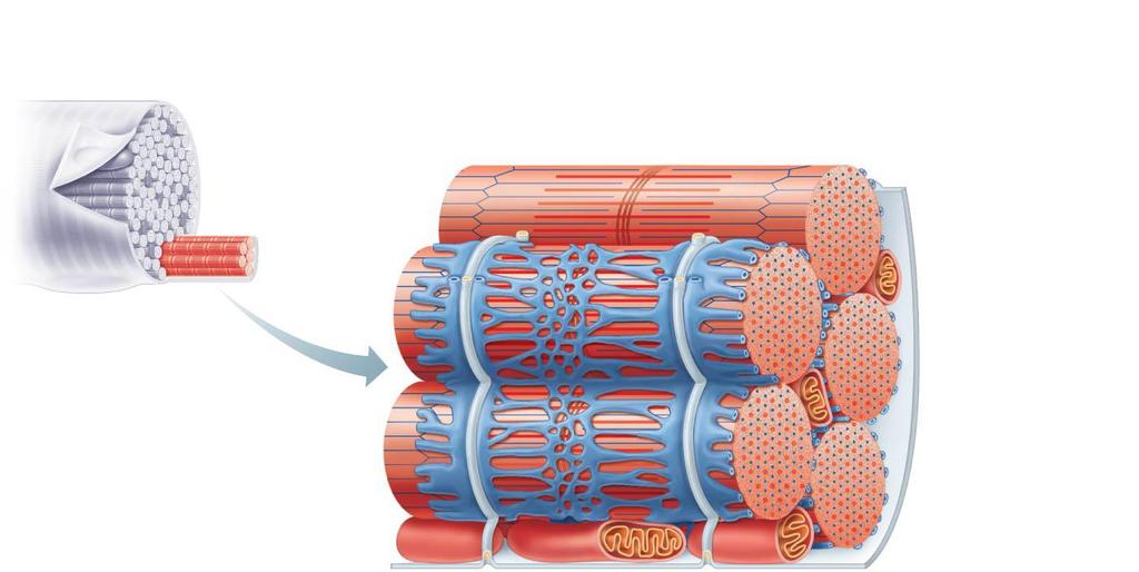Figure 9.5 Relationship of the sarcoplasmic reticulum and T tubules to myofibrils of skeletal muscle.