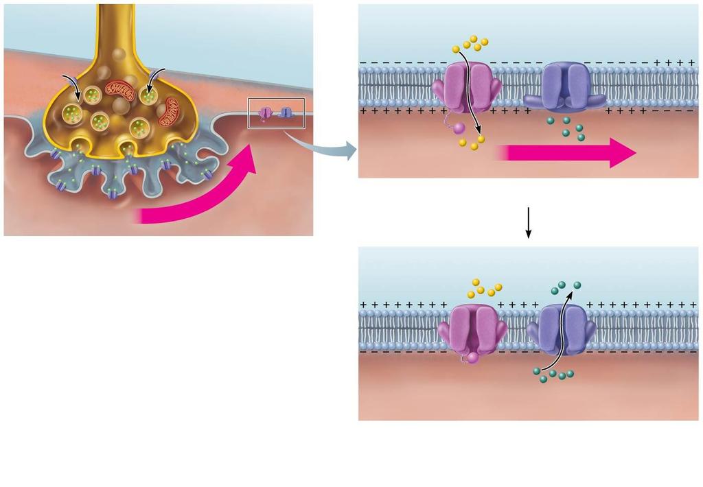 Figure 9.8 Summary of events in the generation and propagation of an action potential in a skeletal muscle fiber.