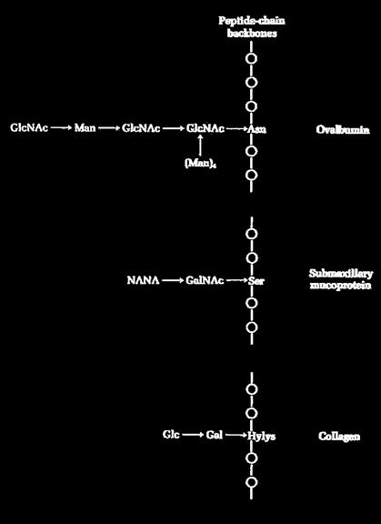 Glycoprotein Linkages
