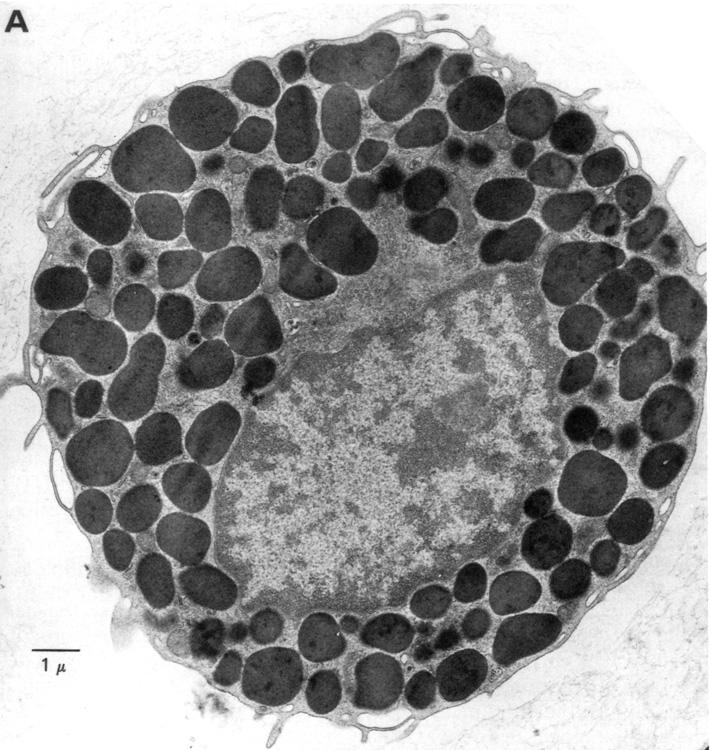 Proteoglycans Serglycin Mast cell