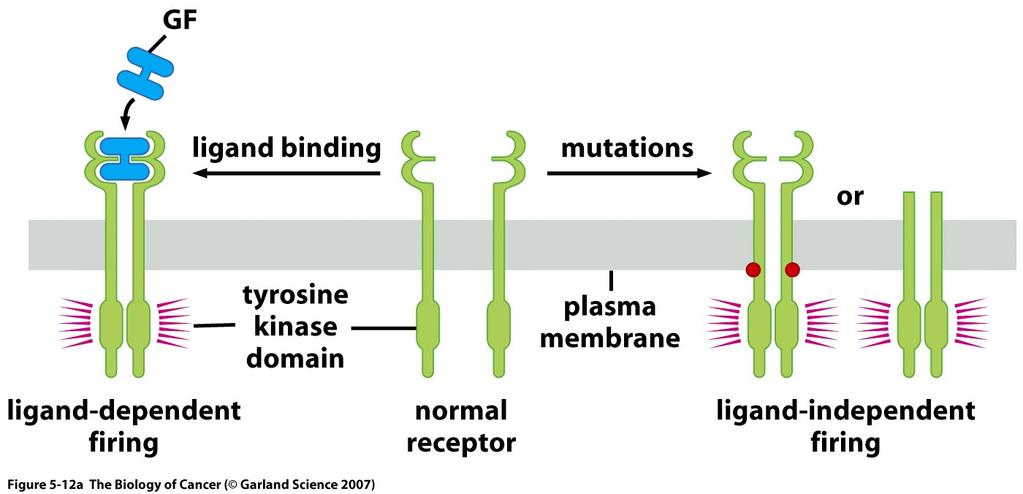 Mechanisms of oncogene activation Mutation Growth factor receptor Translocation