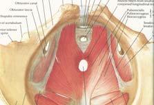 iliococcygeus), coccygeus, internal sphincter muscles Function: levator ani spans between the sitting bones and coccyx and pubic bones,