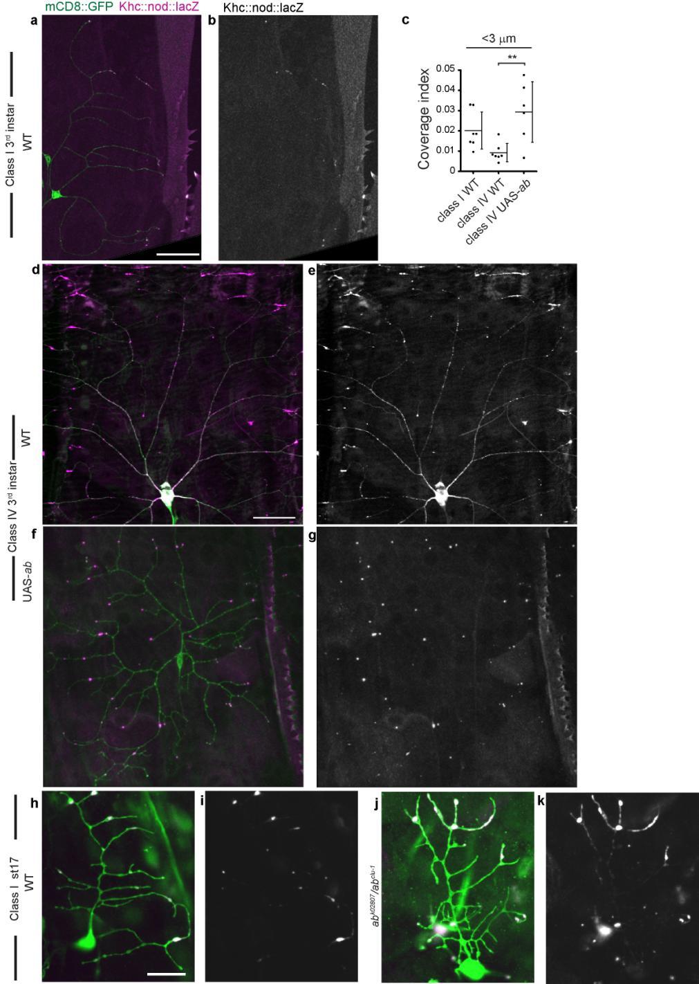 Supplementary Figure 1 Neuron class-specific arrangements of Khc::nod::lacZ label in dendrites. Staining with fluorescence antibodies to detect GFP (Green), β-galactosidase (magenta/white).