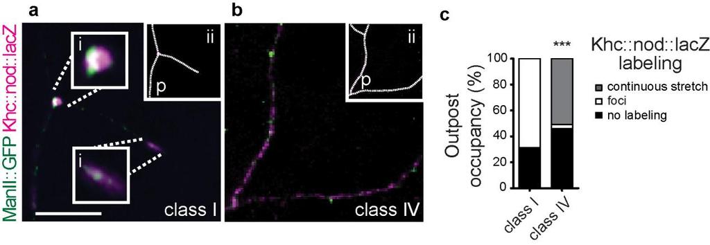 Supplementary Figure 11 Differential relationship between Khc::nod::lacZ label and Golgi outposts in neurons with simple and complex arbors.