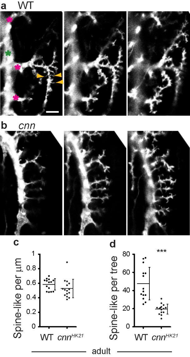 Supplementary Figure 5 Cnn controls VS1 dendrite branching. (a, b) Sequential z-images taken of (a) WT and (b) cnn VS1 neurons.