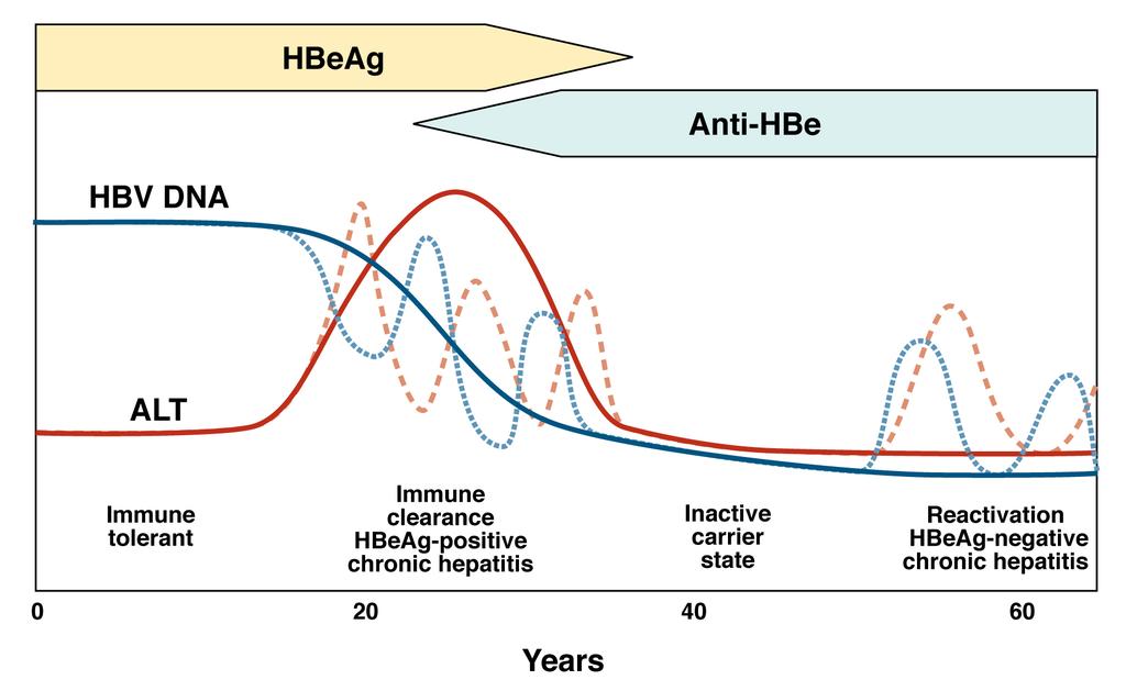 Phases of Chronic HBV
