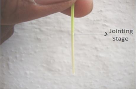 Figure 1: Wheatgrass plant at jointing stage. Figure 2: Wheatgrass plant with nodes, collar and sheath.