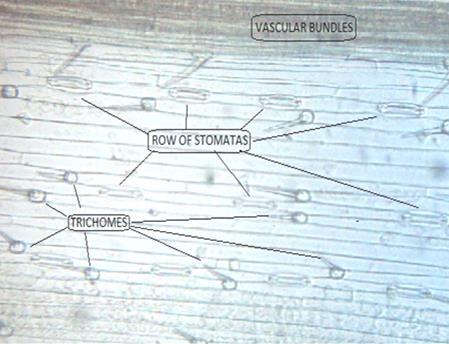 vascular bundles. Figure 6: L.S.