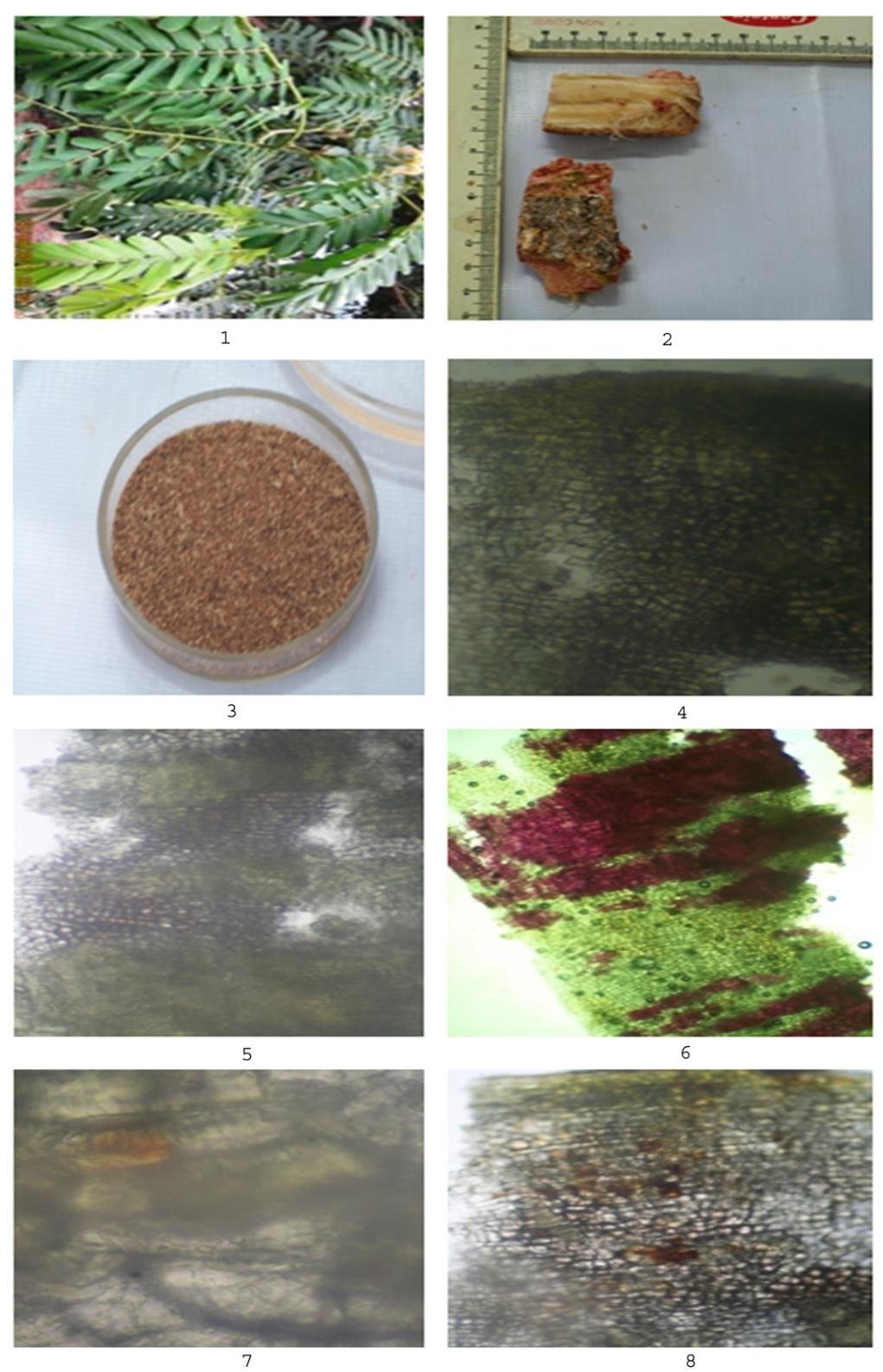 FIGURE 1- Morphology and transverse section of stem bark and its powder 1.Whole plant; 2. Stem bark of shirisha; 3. Powder of shirisha; 4.