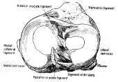 Meniscus Covers 30% joint