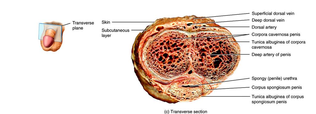 Erectile Tissue Fig. 26.