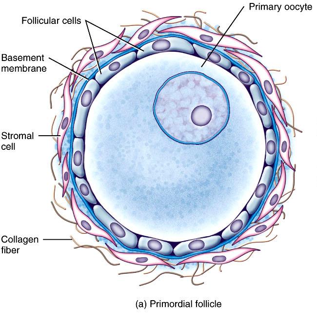 Oogenesis & Follicular Development Oogenesis begins prior to birth Primordial germ cells migrate to the ovaries PGCs differentiate into oogoniawhich