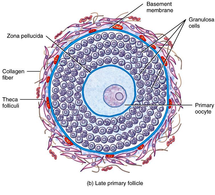surrounded by a single layer of follicular cells Primordial Follicle Primary oocyte + follicular cells Development does not continue until puberty At birth 2